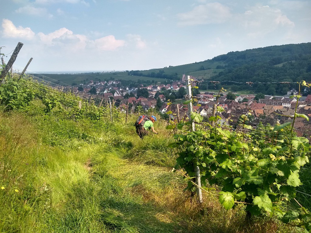 #18 Descente sur Andlau dans le vignoble Descente sur Andlau dans le vignoble