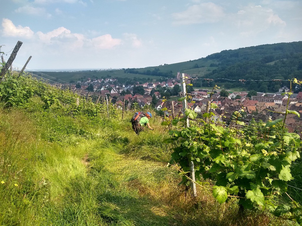 Descente sur Andlau dans le vignoble