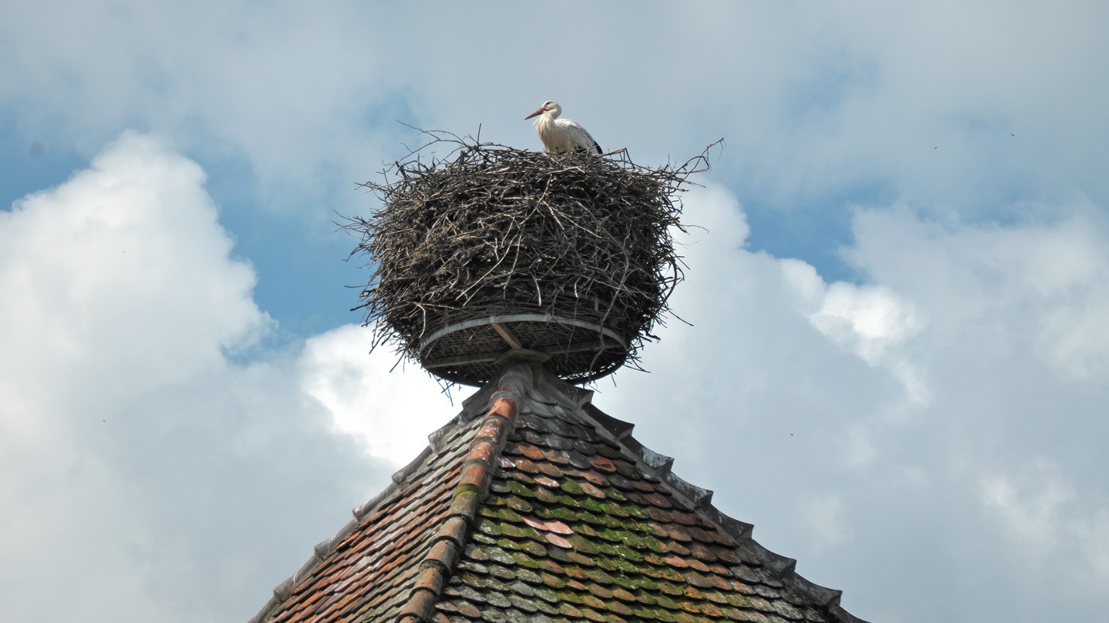 Cigogne dans Kaysersberg