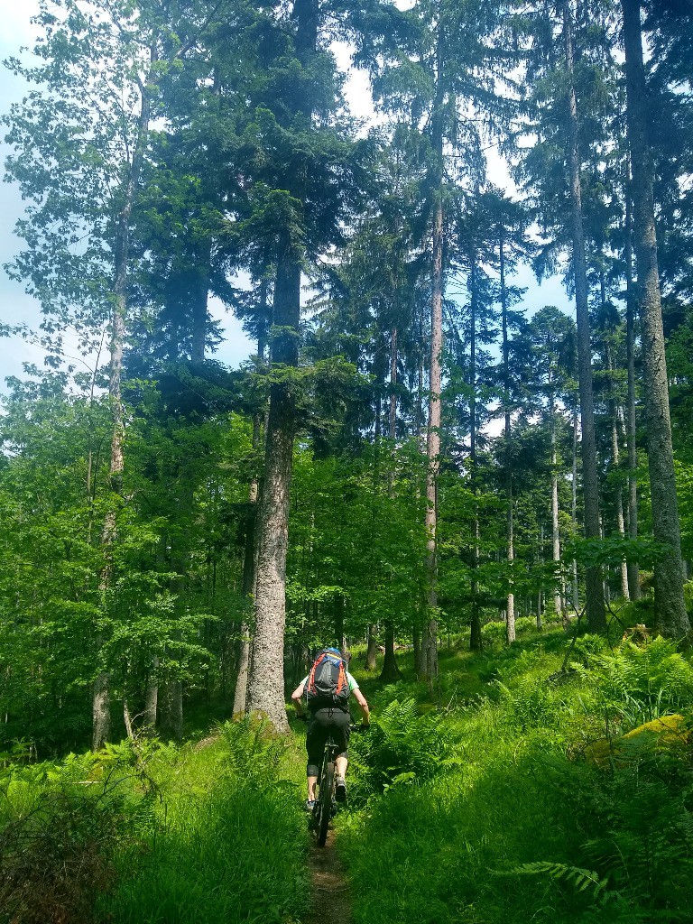 #17 Descente Descente