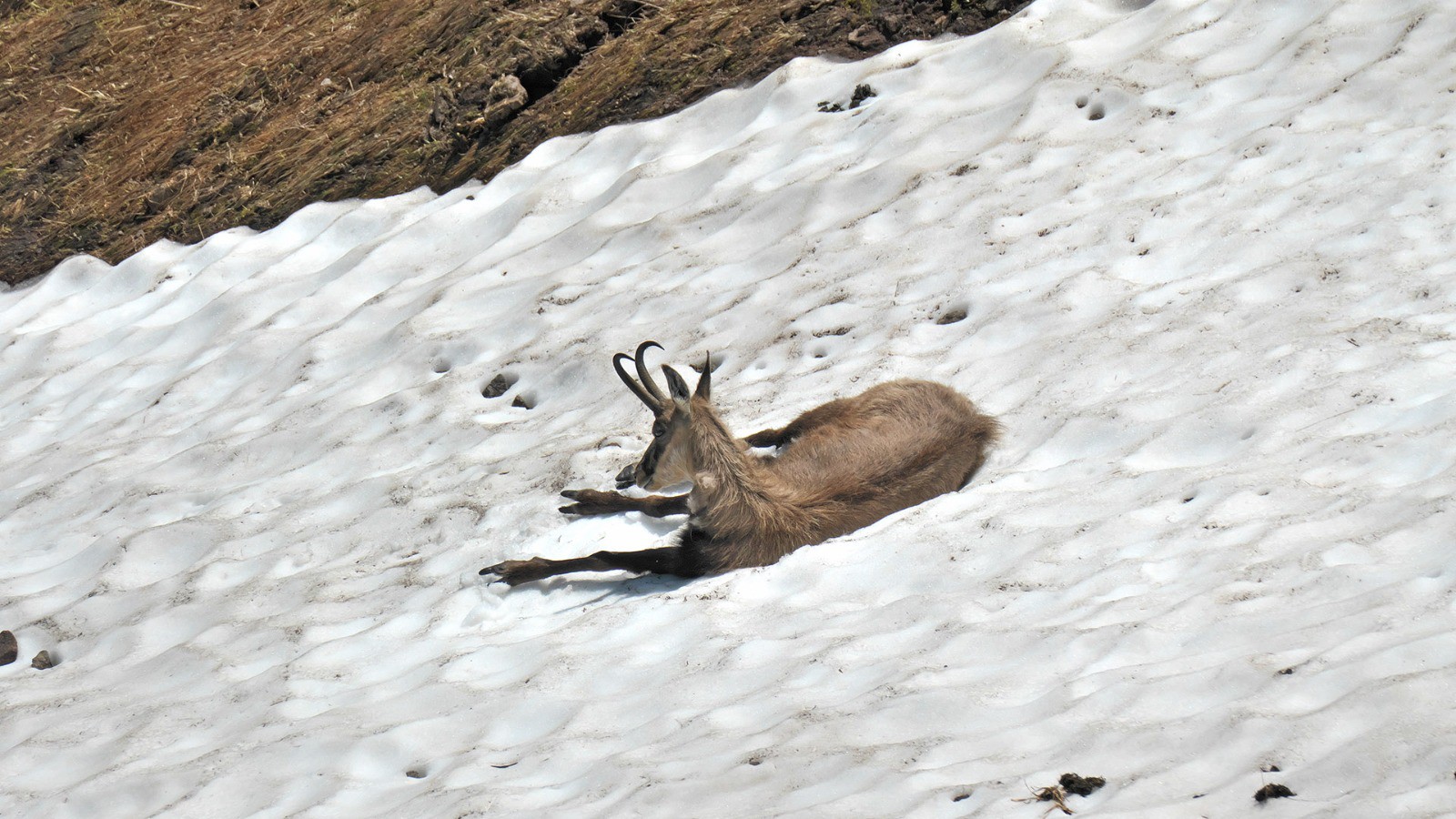 Sentier des Névés, Honneck (J4)