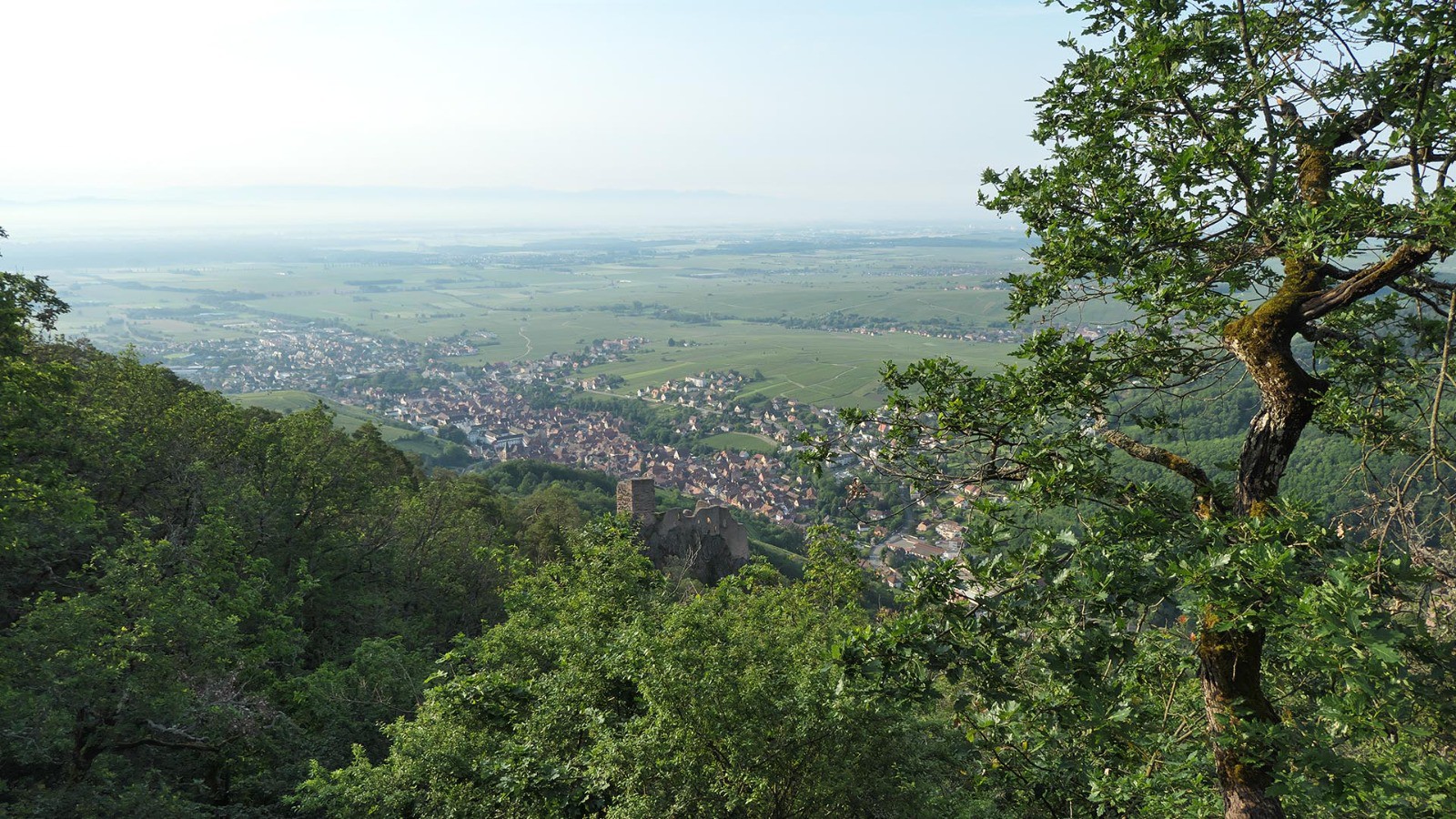 (En descendant sur Ribeauvillé (J3)