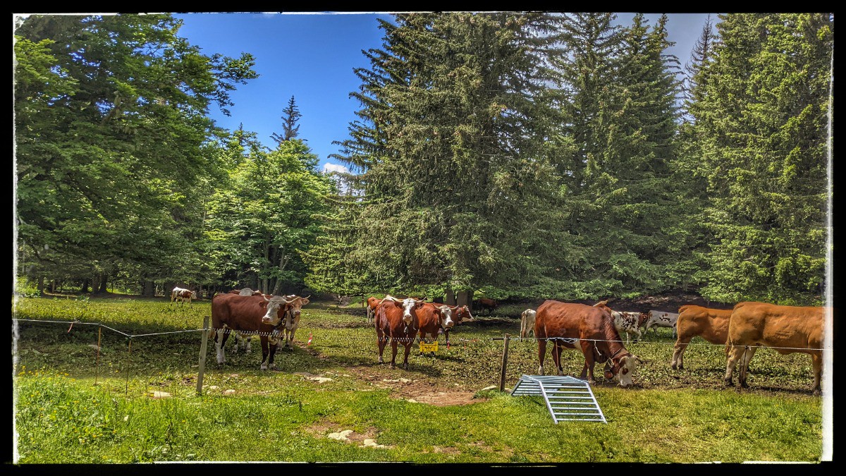 pas besoin de patous avec les vaches, au moins