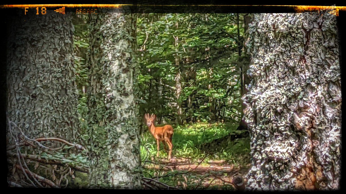 compagnon du jour