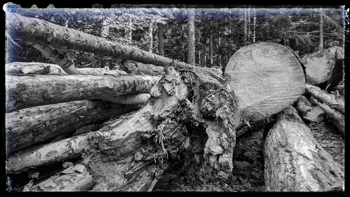 filière bois très active en Vercors