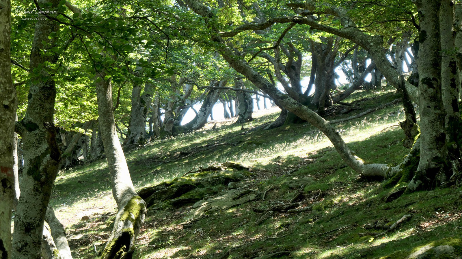 J1, massif des Albères