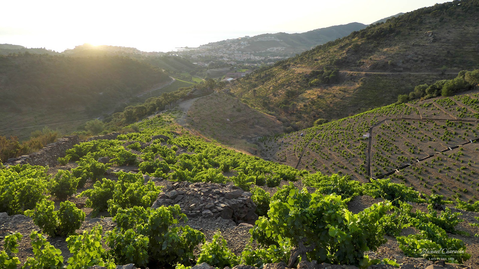 #3 J1, vignobles au-dessus de Banyuls J1, vignobles au-dessus de Banyuls