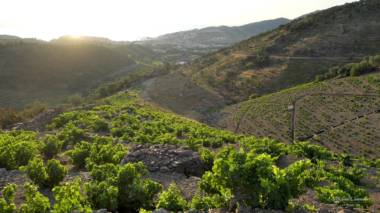 J1, vignobles au-dessus de Banyuls