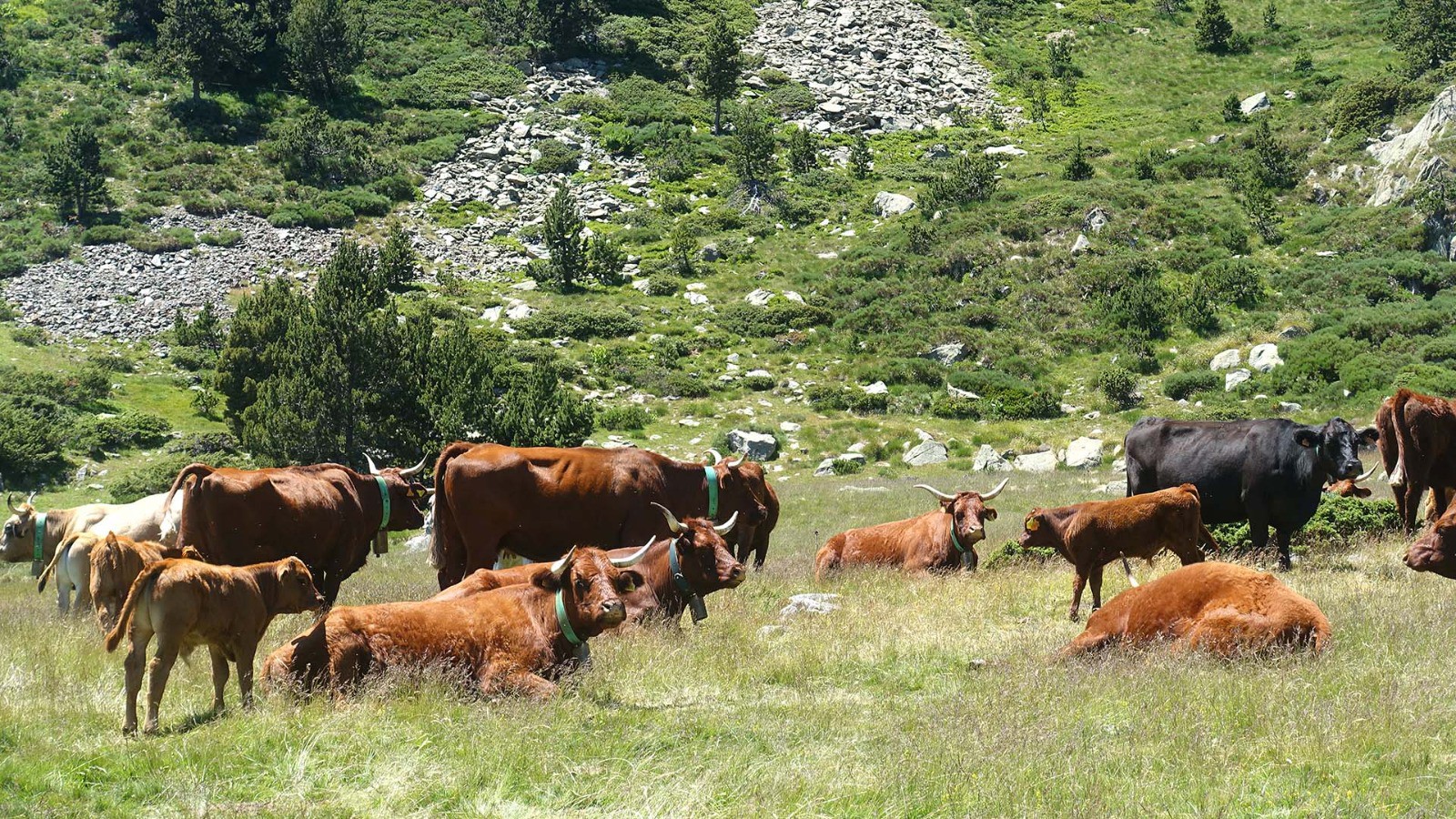 J7, haute vallée de la Têt