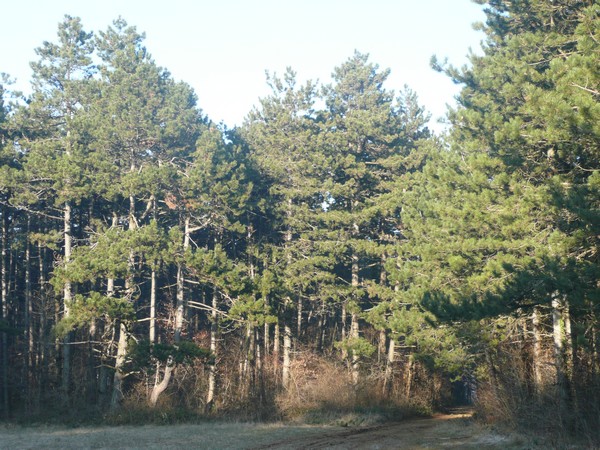 #3 Pins : Les Pelouses Sèches des Monts de Gy Pins : Les Pelouses Sèches des Monts de Gy