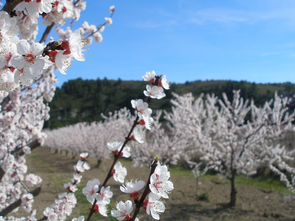 Floraison des arbres fruitiers : Ca sent le printemps