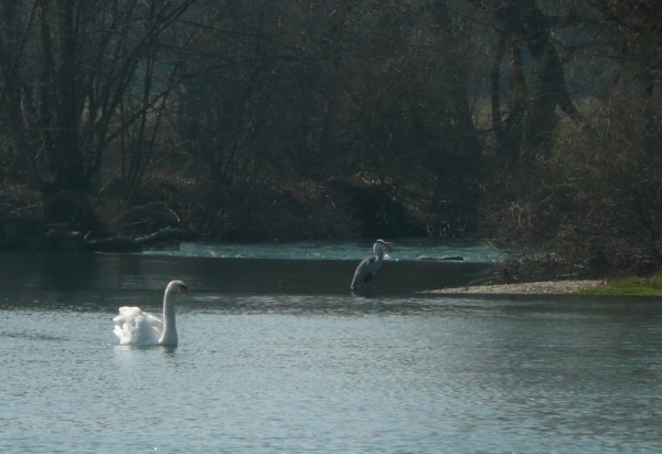 #2 Cygne et Héron sur l Cygne et Héron sur l'Ognon : Voray sur l'Ognon