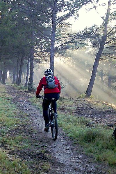 nono : un gorille dans la brume