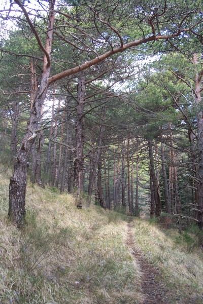 Et ça monte encore : Superbe sentier, malheureusement pas trop roulant en montée.