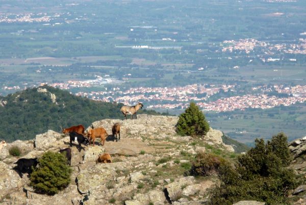 Chèvres : Quelques chèvres en liberté