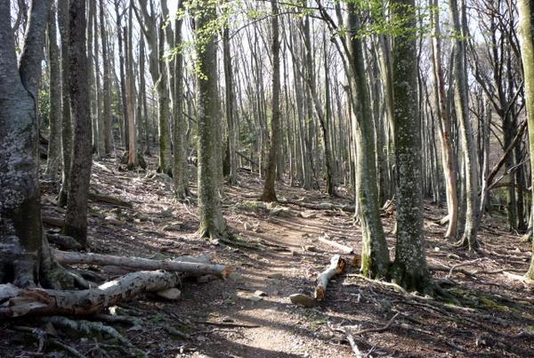 Forêt hantée ? : Pour rejoindre le Coll de la Plaça d'Armes, il y a de l'ambiance lugubre !