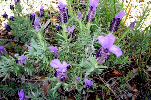 Lavande papillon : Une lavande légère et prête à s'envoler !