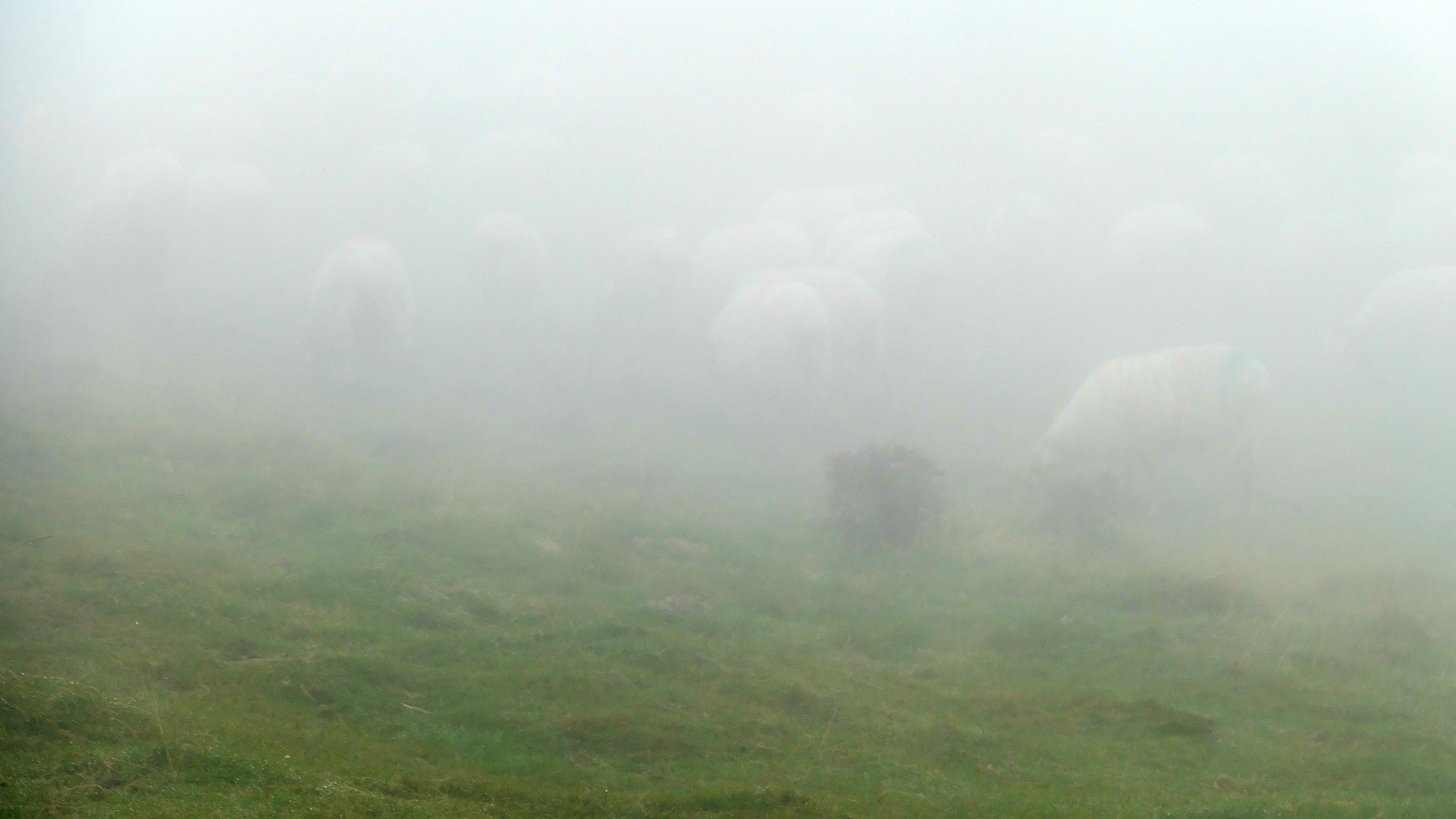 Troupeau de moutons dans ce qui s'appelle un « brouillard à découper à la tronço »...