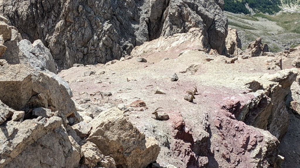 3 bouquetins à la cool au sommet du Grand Galibier