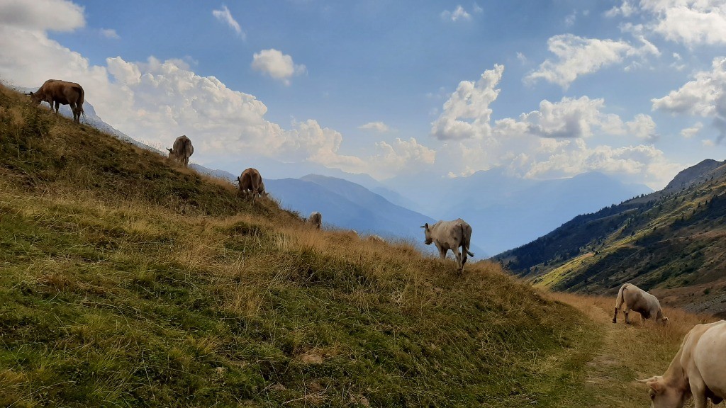 #31 Passages a vaches Passages a vaches