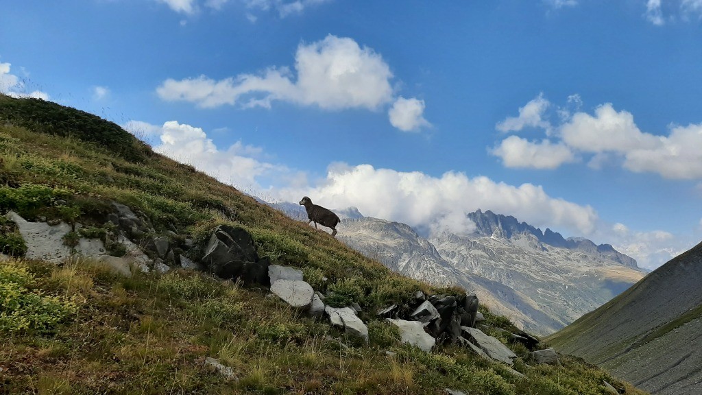 Mouton sous fond des aiguilles d'argentiere