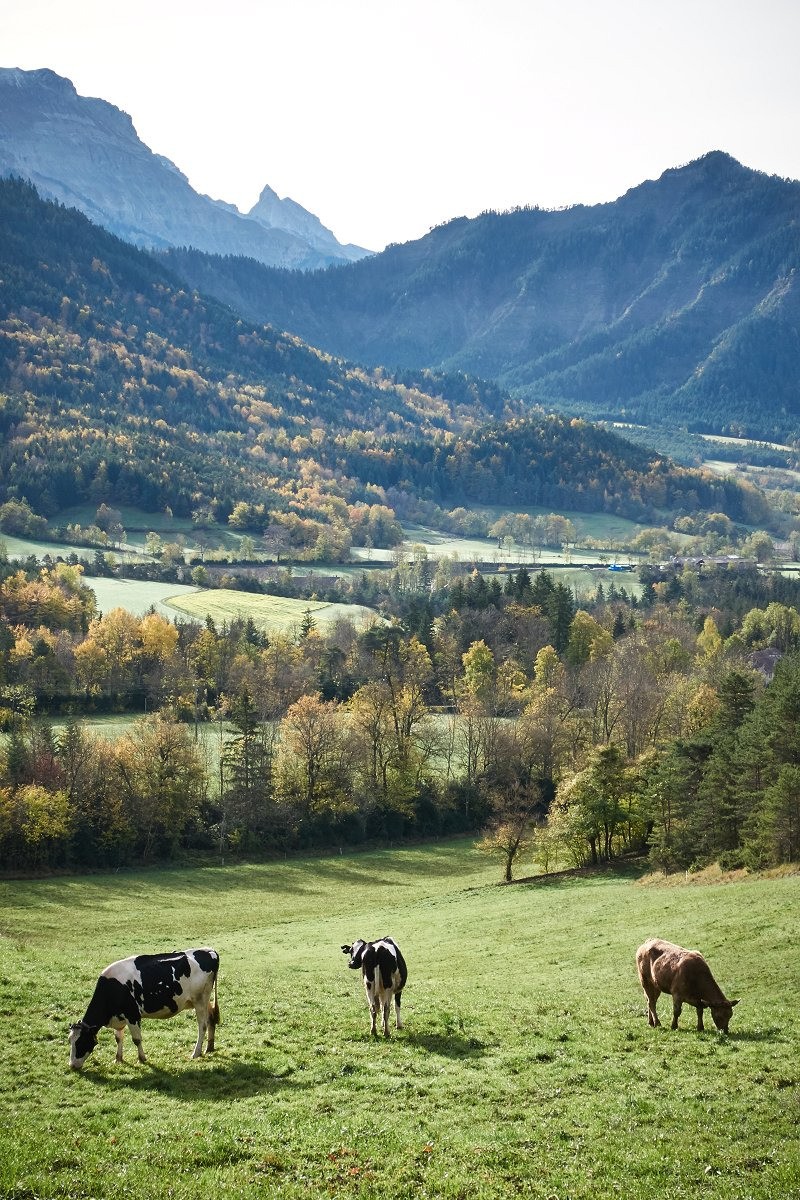 Les paysages bucoliques du Trièves