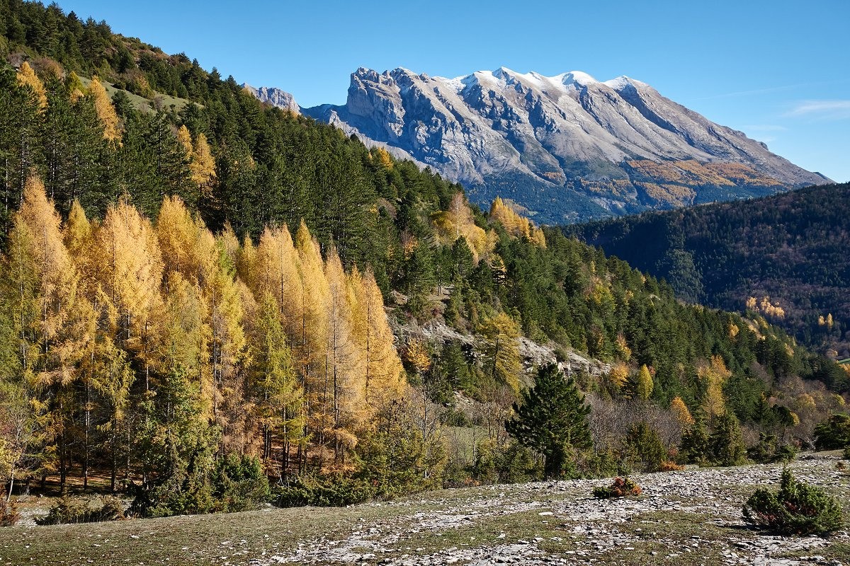 Les mélézes falmboyants du Dévoluy, face à la montagne de Faraut.