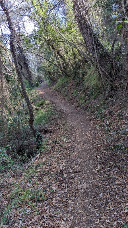 #8 la jungle de falicon la jungle de falicon