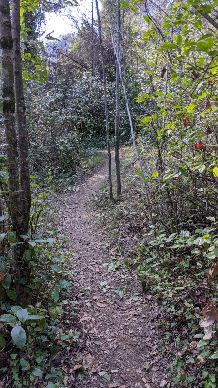 #9 la jungle de falicon la jungle de falicon