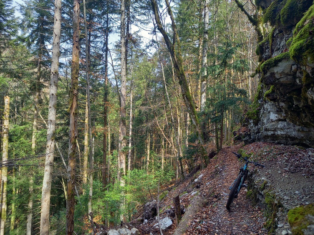 #1 Hêtre _ être ici Hêtre _ être ici