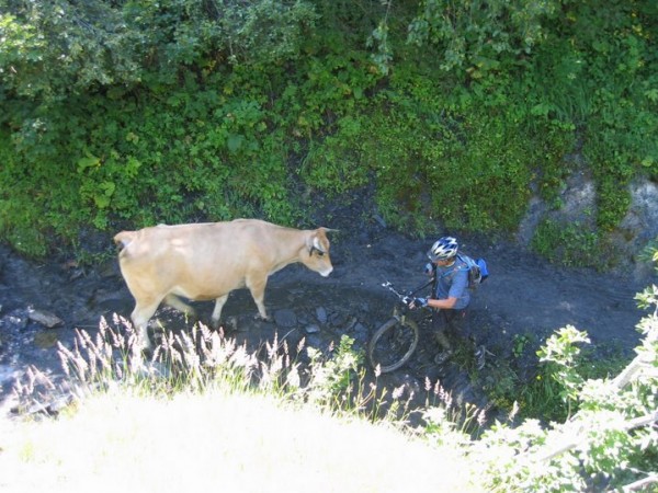 Vachette de corrida !! : Intimidante cette vache, avec ses cornes pointues