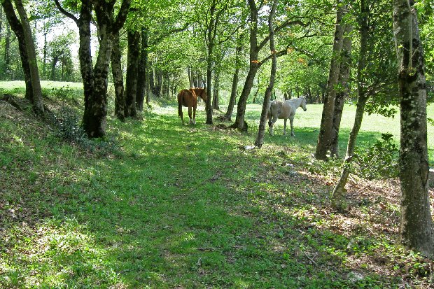 #4 chevaux : sur le chemin qui mène aux Entremonts chevaux : sur le chemin qui mène aux Entremonts