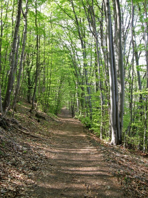 #16 haut de Vulbens : le chemin qui file vers Tire Cul haut de Vulbens : le chemin qui file vers Tire Cul