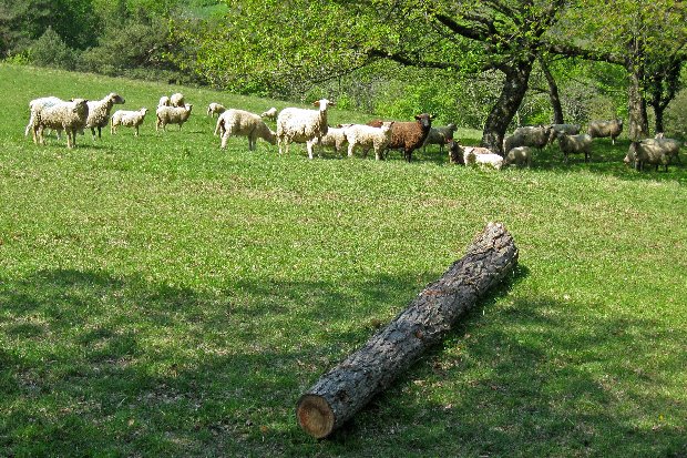 moutons : sur le chemin qui mène aux entremonts