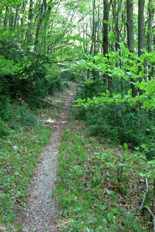 #3 single : partie roulante du chemin qui mène aux Entremonts single : partie roulante du chemin qui mène aux Entremonts
