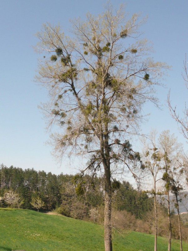 #10 arbre de noel : il n arbre de noel : il n'y a pas que les sapins qui ont les boules