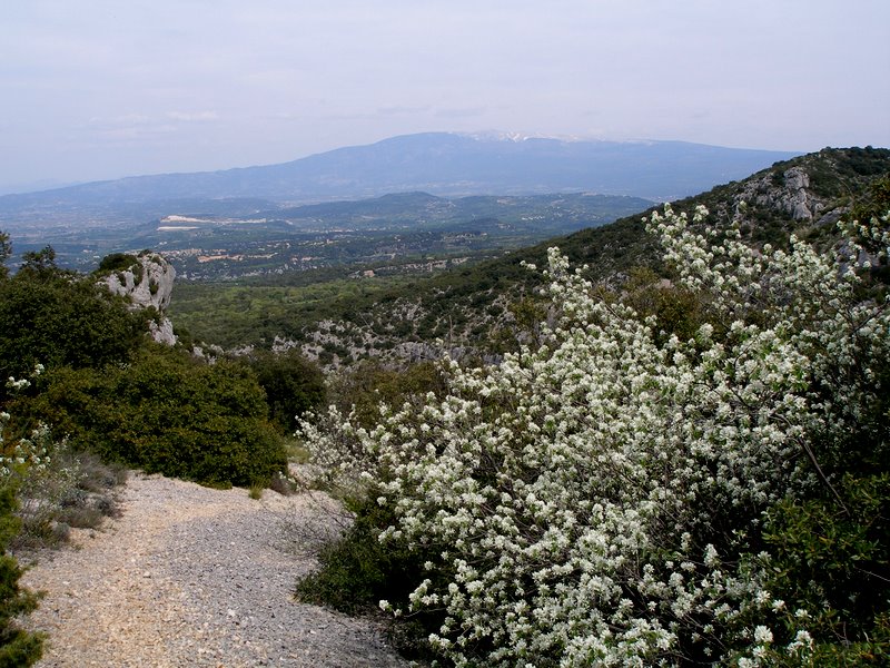 #3 Le Ventoux : et la Combe de la Fontaine de St Gens Le Ventoux : et la Combe de la Fontaine de St Gens