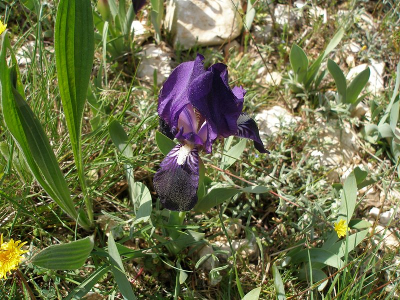 Iris sauvage : Il y a encore beaucoup de fleurs