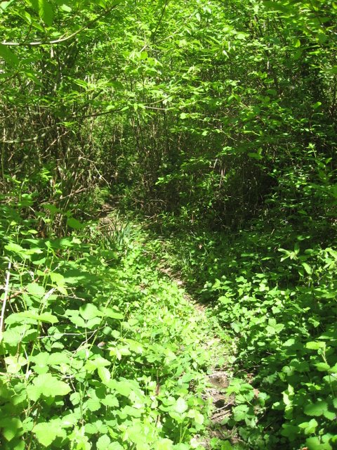Forêt de Courberand : Végétation à rectifier
