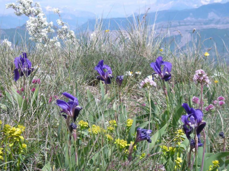 Crête Est : Iris sauvages