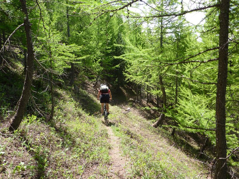 #6 Verdure : Enfin la vie reprend le dessus. Verdure : Enfin la vie reprend le dessus.