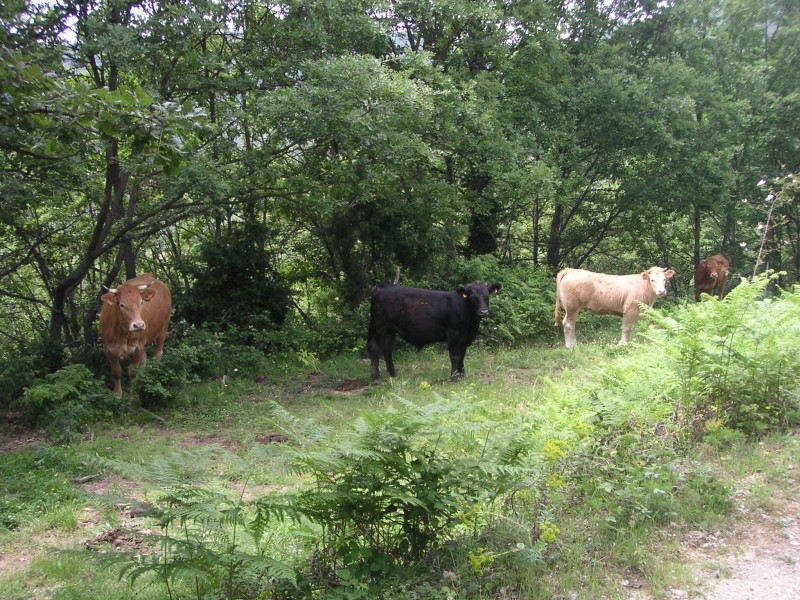 Marguerites : En Cévennes aussi il y a des vaches sur les chemins...
