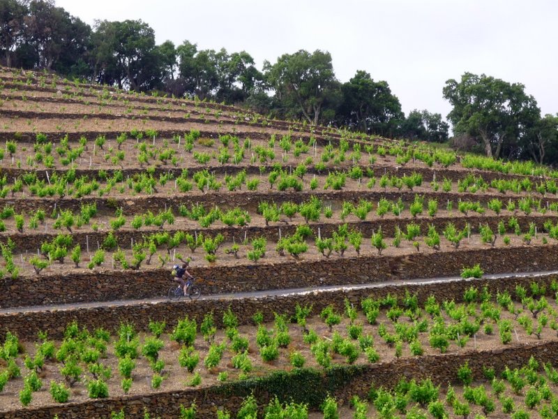 #1 Départ de Collioure : Encore de superbes vignes ! Quel travail ! Départ de Collioure : Encore de superbes vignes ! Quel travail !
