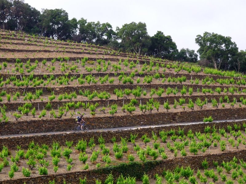 Départ de Collioure : Encore de superbes vignes ! Quel travail !