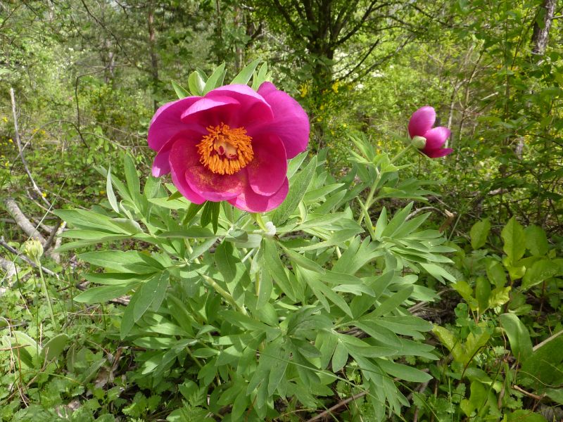 #1 Belle pivoine : Il y en a partout dans le coin ! Belle pivoine : Il y en a partout dans le coin !