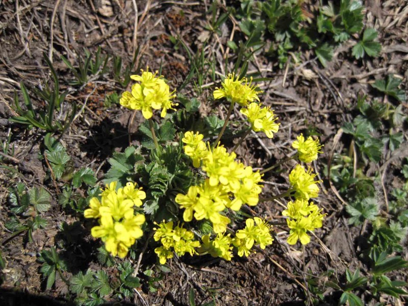 #8 Fleurs jaunes : La prochaine fois éviter de faire des photos et de mettre en ligne des fleurs dont je ne connais même pas le nom Fleurs jaunes : La prochaine fois éviter de faire des photos et de mettre en ligne des fleurs dont je ne connais même pas le nom