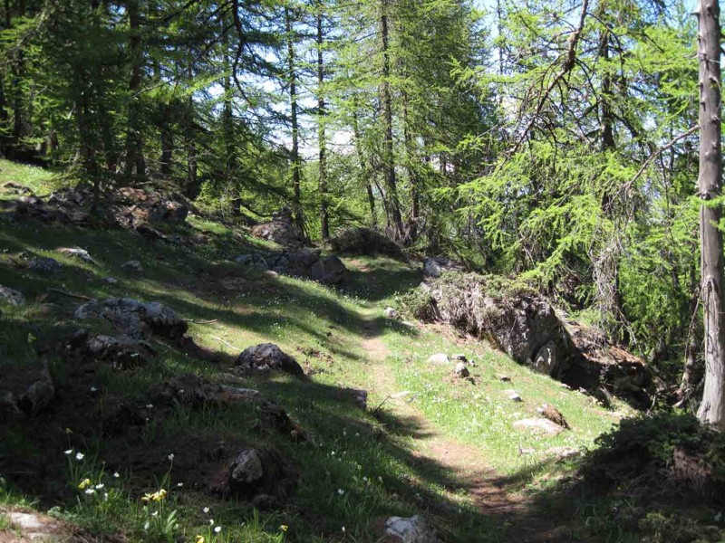 #24 Serre Piarâtre : Sur un tapis d Serre Piarâtre : Sur un tapis d'aiguilles de mélèze, l'itinéraire glisse sans difficulté