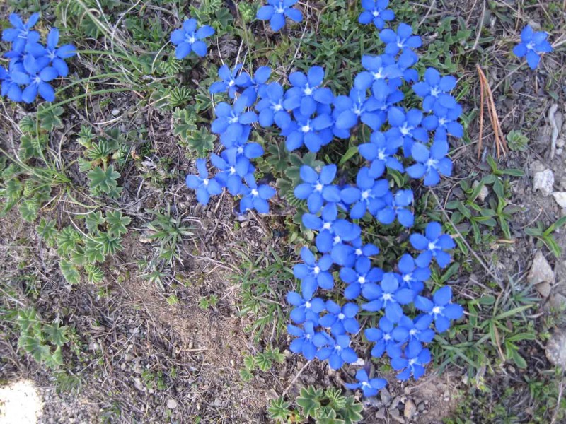 #7 Fleurs : bleu ciel de traîne Fleurs : bleu ciel de traîne