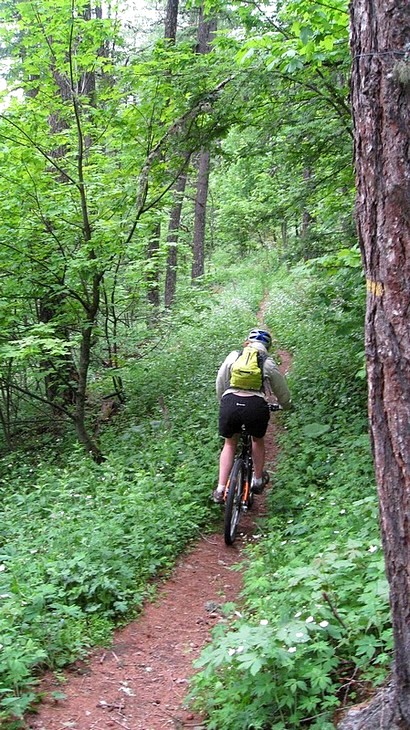 #20 Forêt très roulante Forêt très roulante