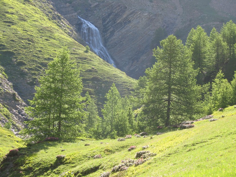 La grande cascade : les rhododendrons (altitude 1950m)